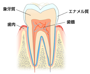 歯の図